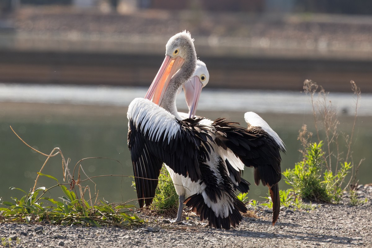 Pelícano Australiano - ML646721605