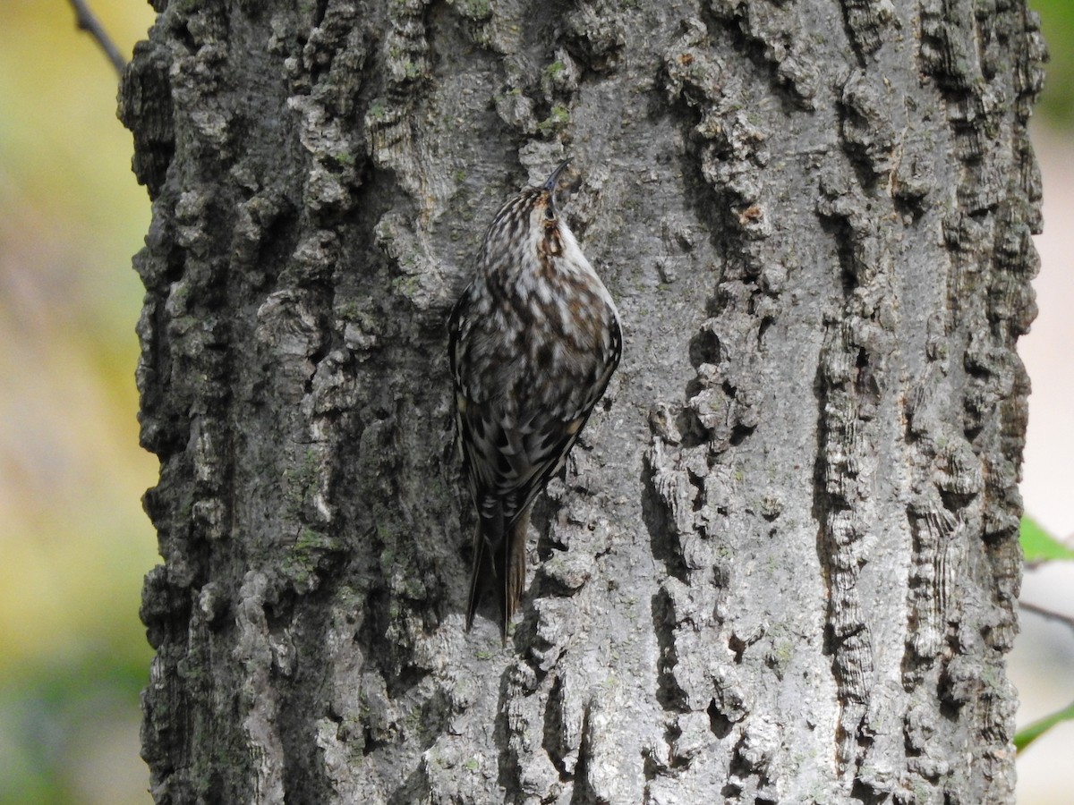 Agateador Americano - ML646721606