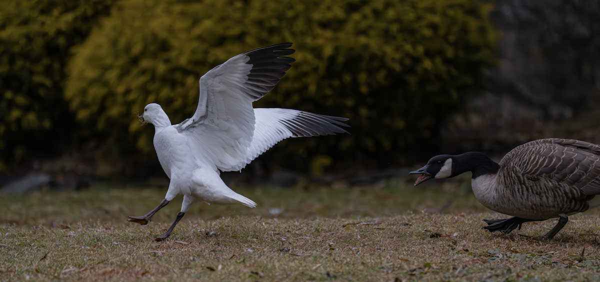 Ross's Goose - ML646721607