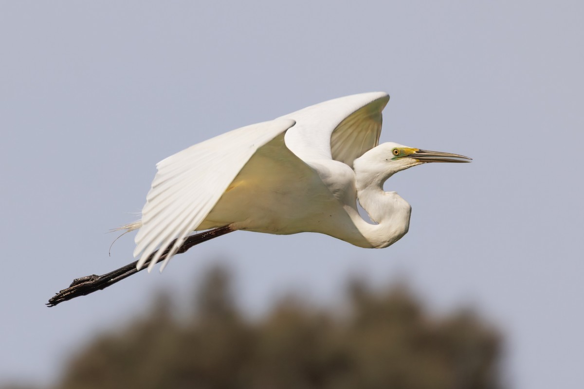 Garceta Grande - ML646721608