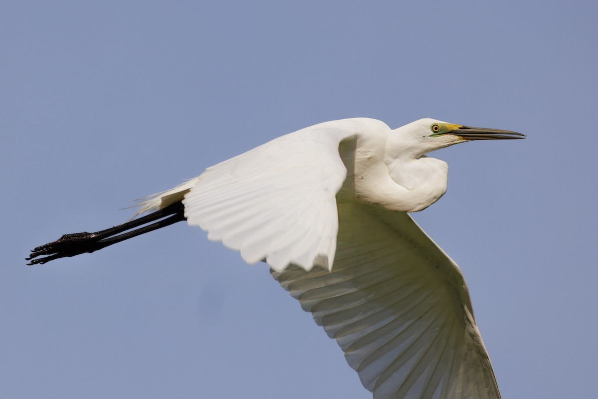 Garceta Grande - ML646721609