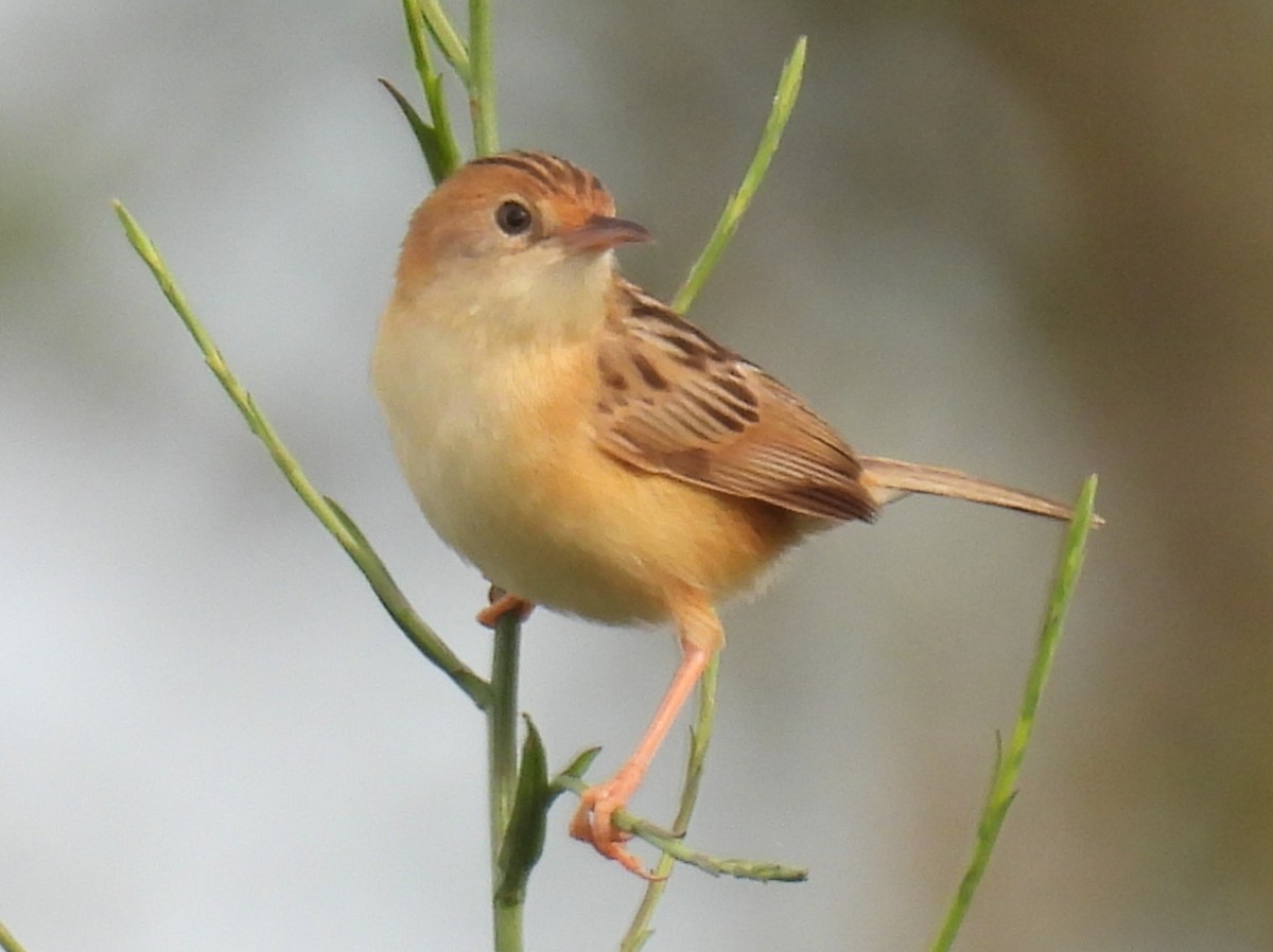 Cistícola Cabecidorado - ML646721610