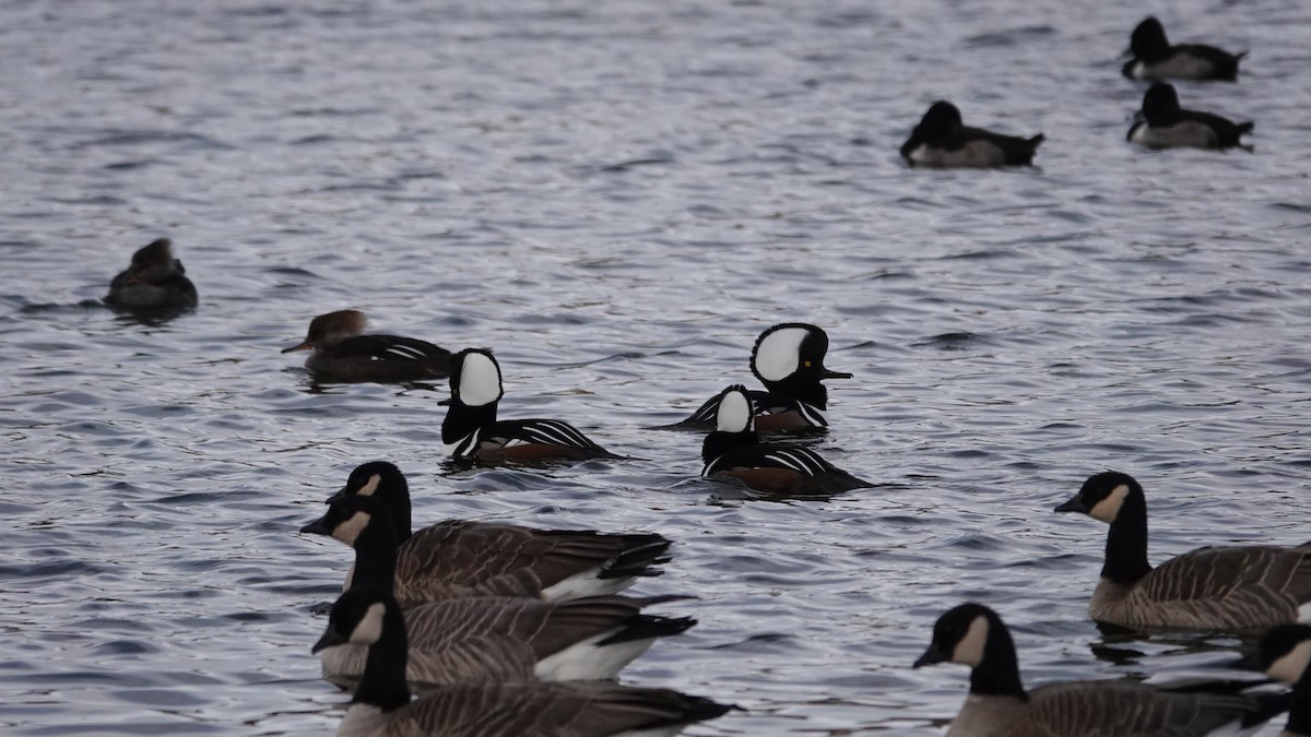 Serreta Capuchona - ML646721611