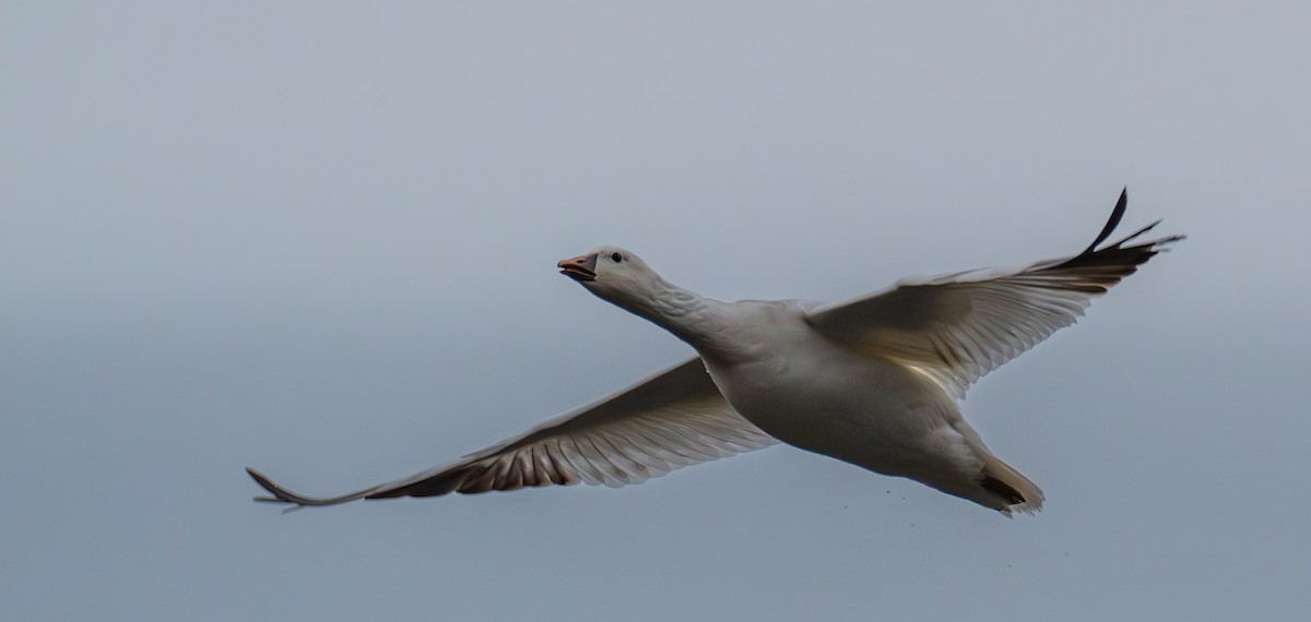 Ross's Goose - ML646721612