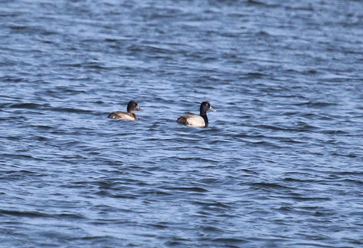 スズガモ - ML646721613