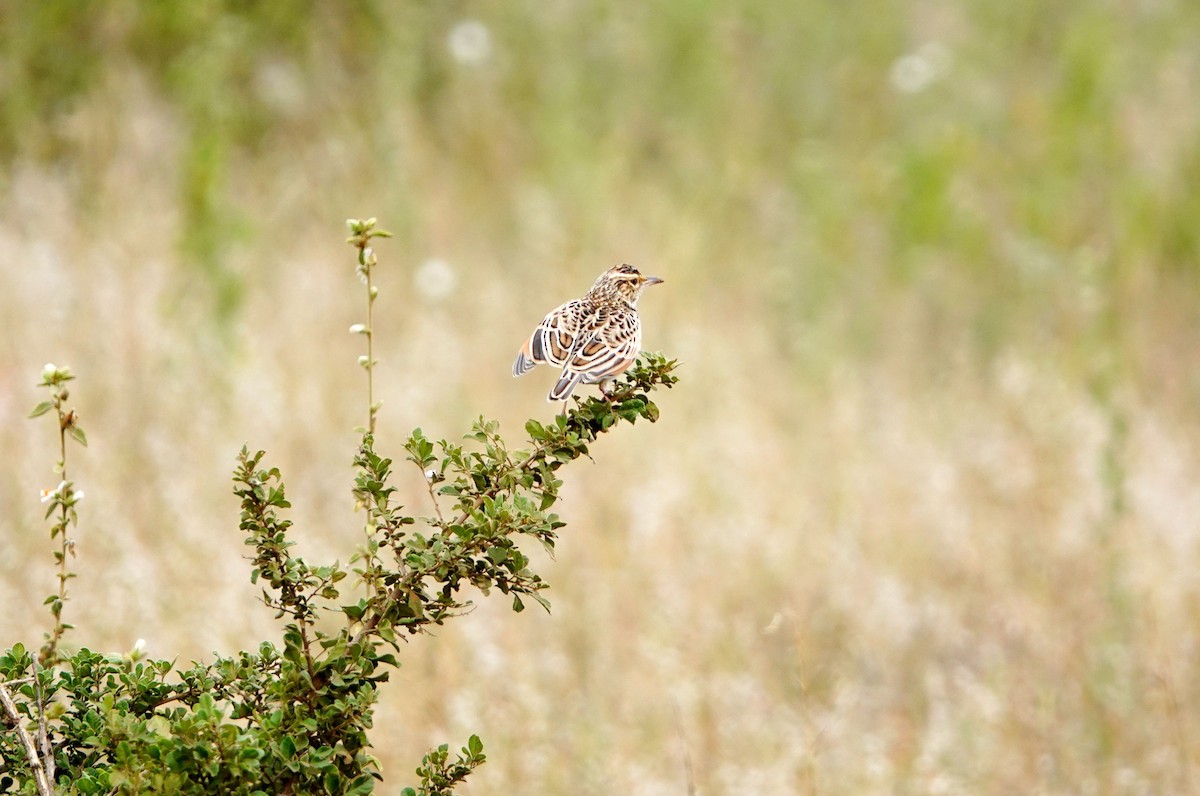 Alondra Centinela - ML646721615