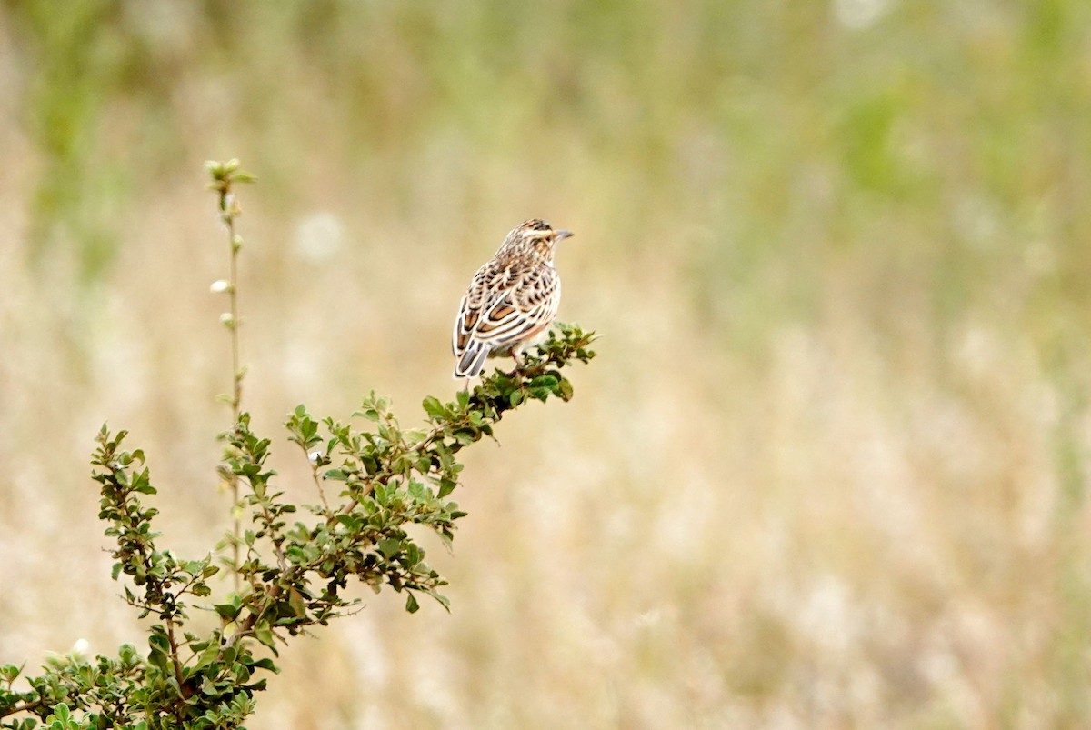 Alondra Centinela - ML646721616