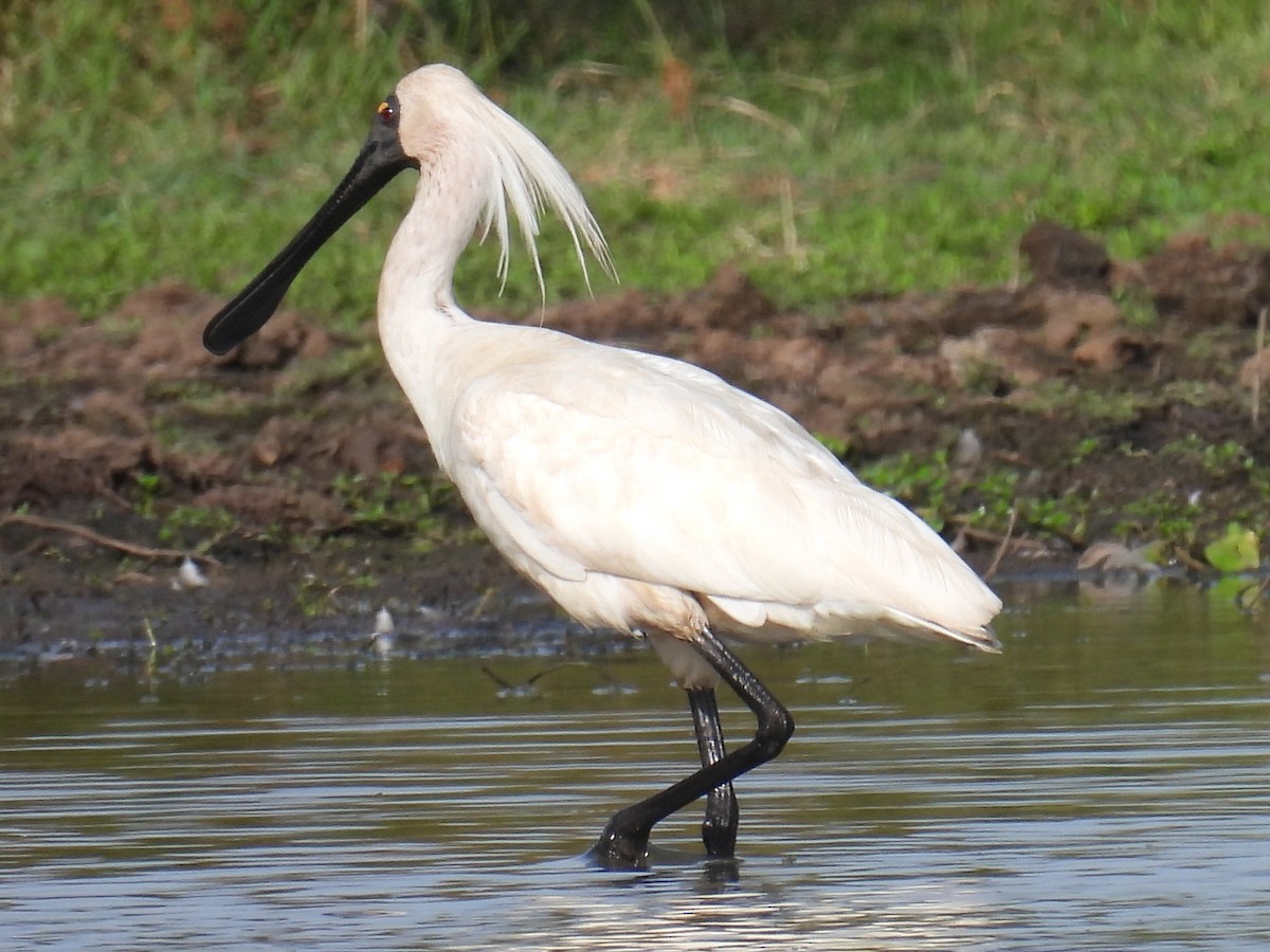 Espátula Real - ML646721617