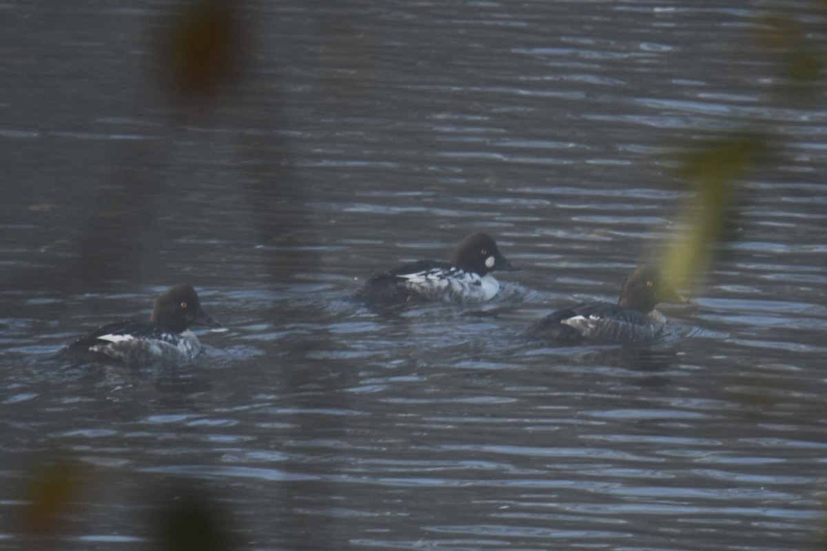 Garrot à oeil d'or - ML646721618