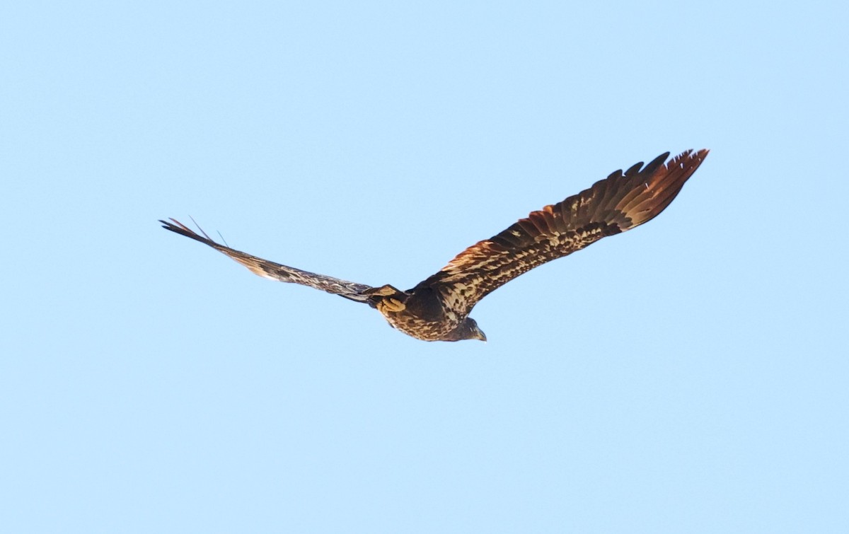 hvithodehavørn - ML646721620