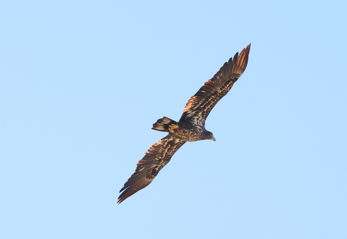 hvithodehavørn - ML646721621