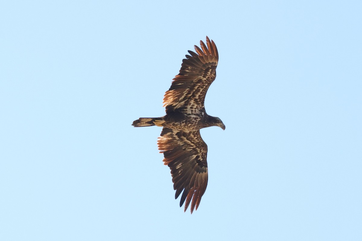 hvithodehavørn - ML646721622