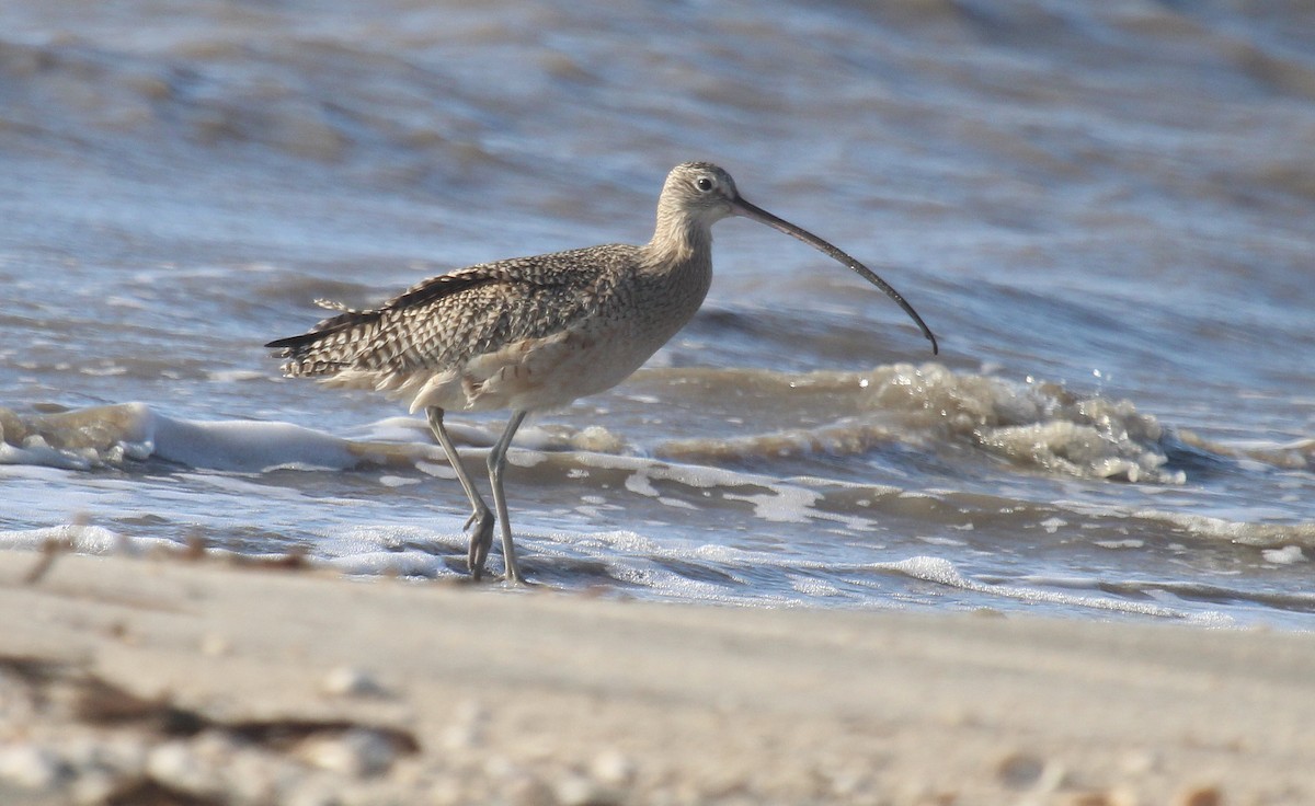 Zarapito Americano - ML646721623