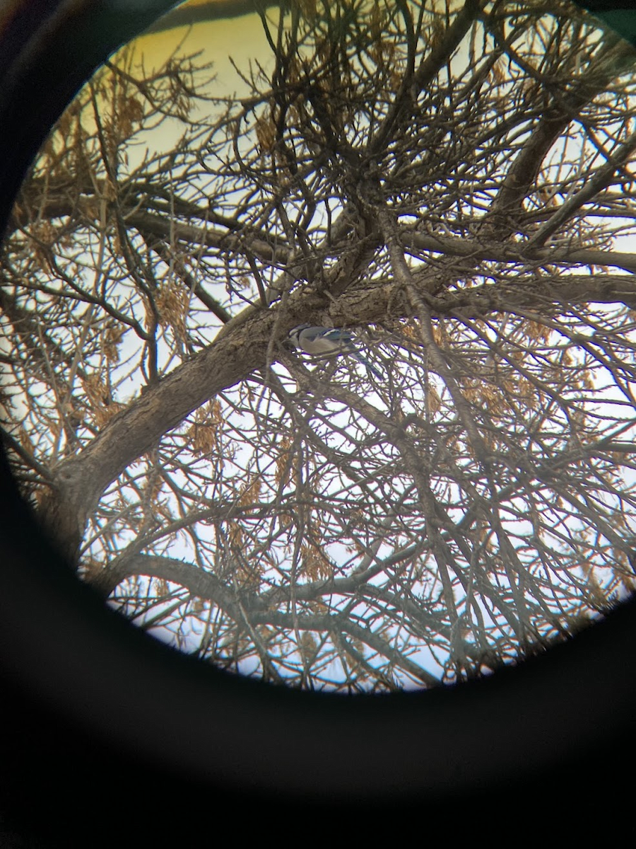 Chara Azul - ML646721624