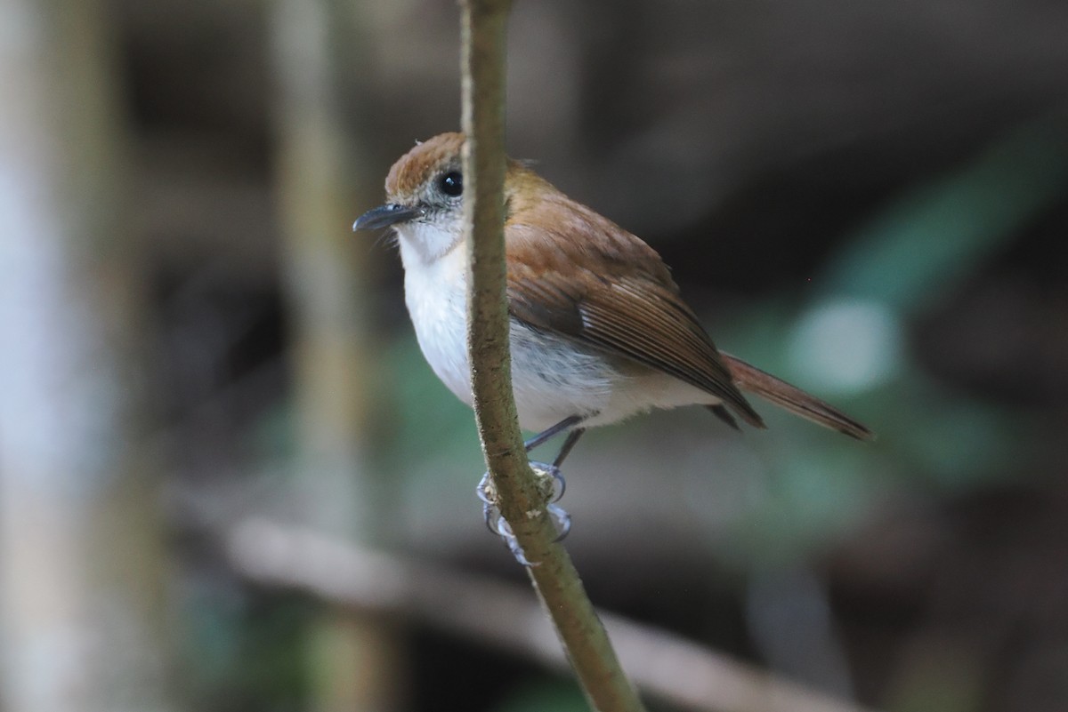 Papamoscas de Hartert - ML646721625