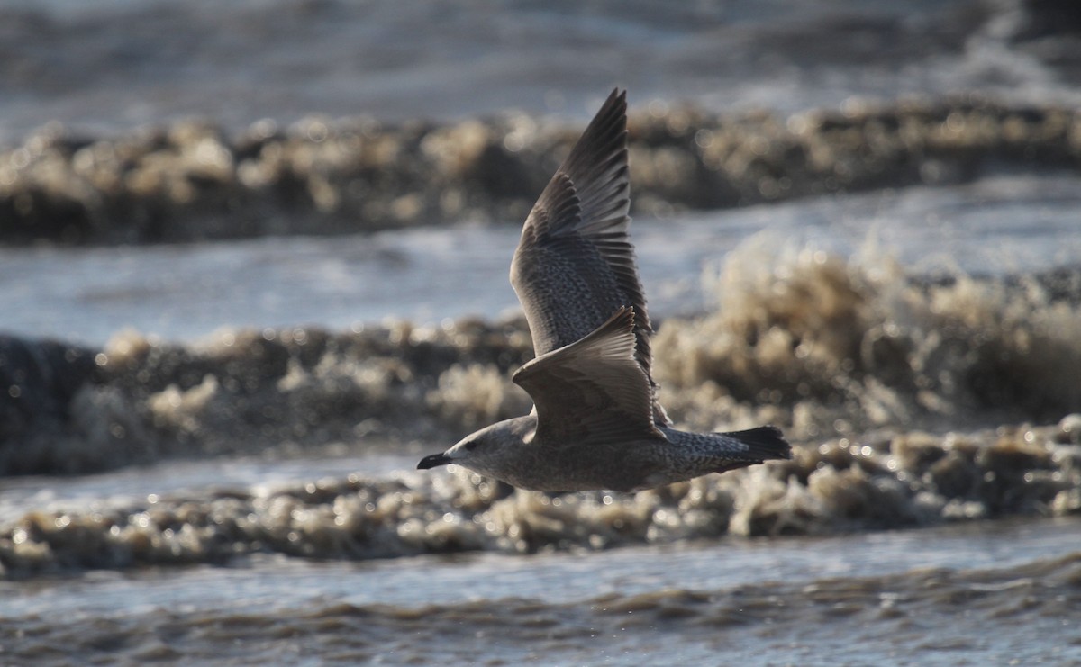 Gaviota Argéntea Americana - ML646721626
