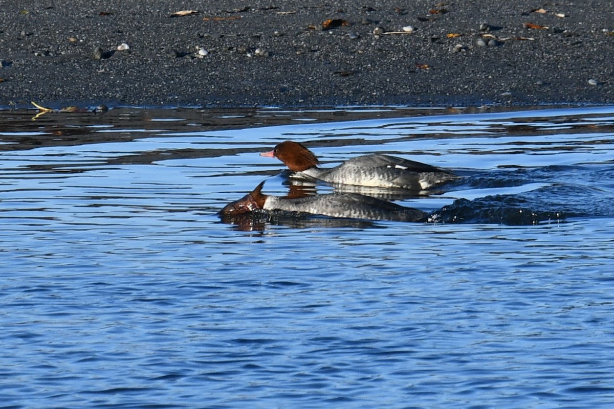 Grand Harle - ML646721627