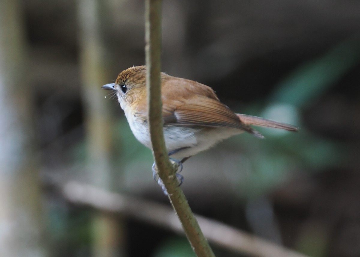 Papamoscas de Hartert - ML646721628