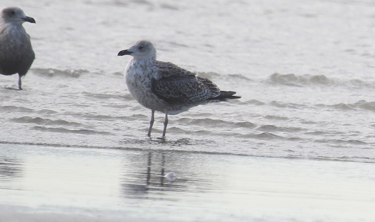 Gaviota Sombría - ML646721629