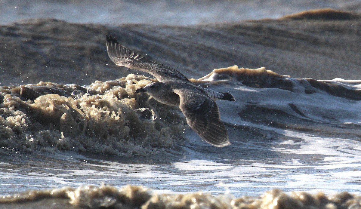 Lesser Black-backed Gull - ML646721630