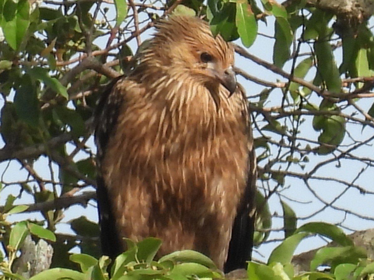 Whistling Kite - ML646721631
