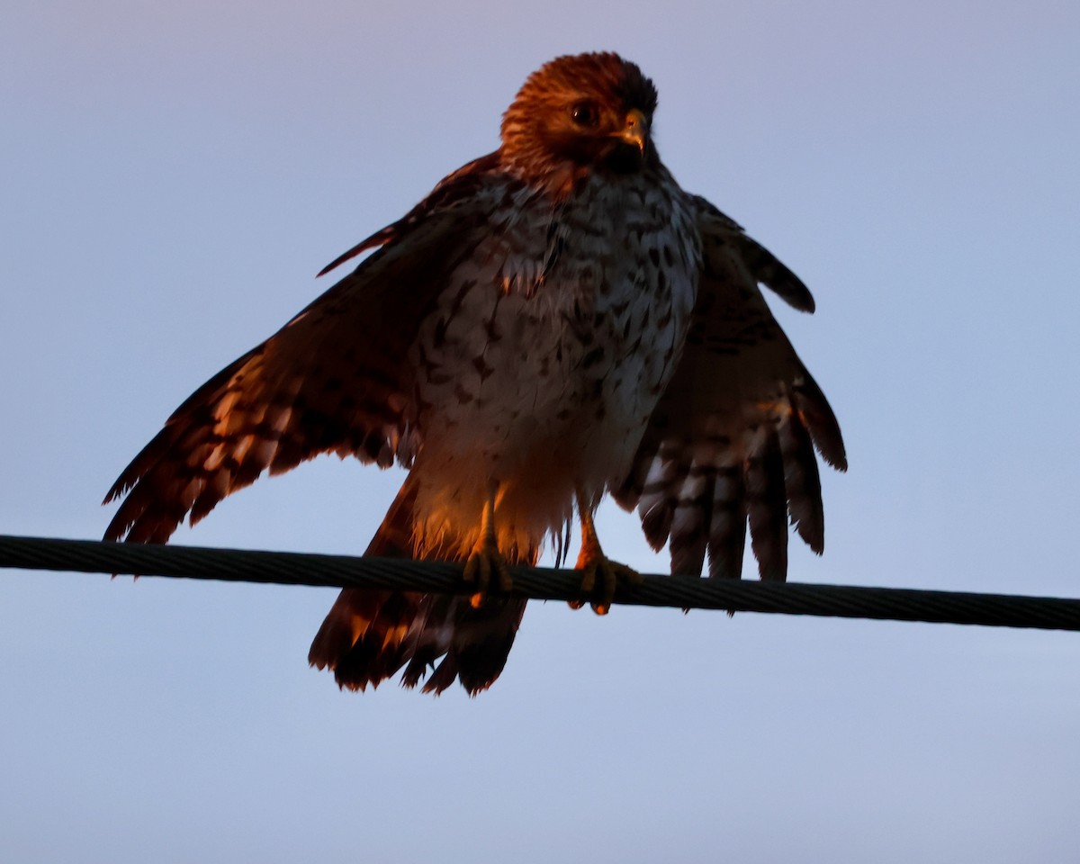 Kızıl Omuzlu Şahin - ML646721632