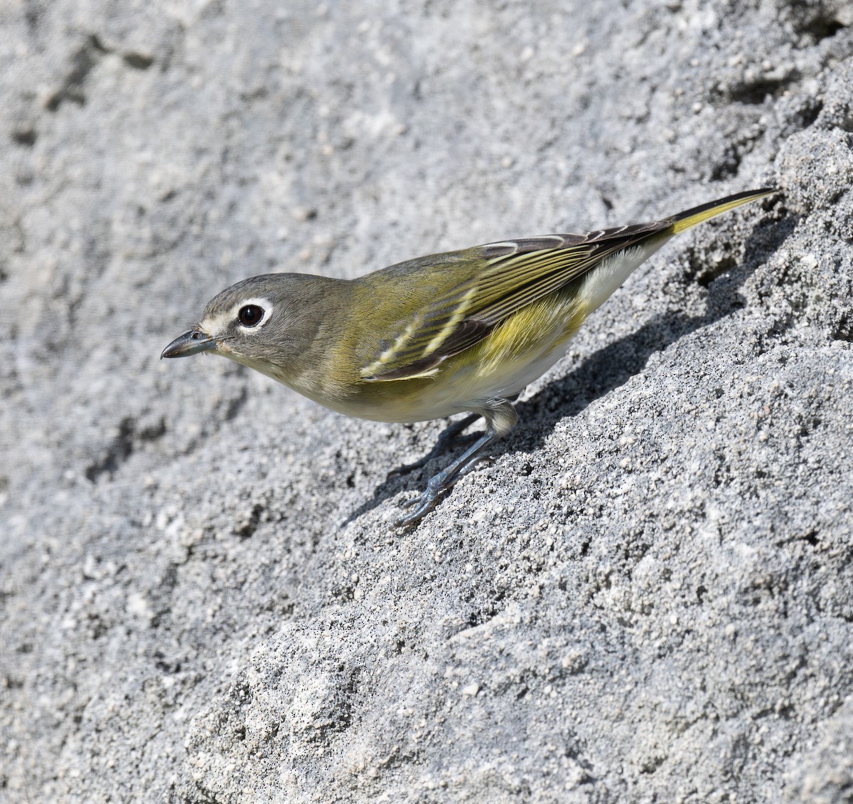 Blue-headed Vireo - ML646721634