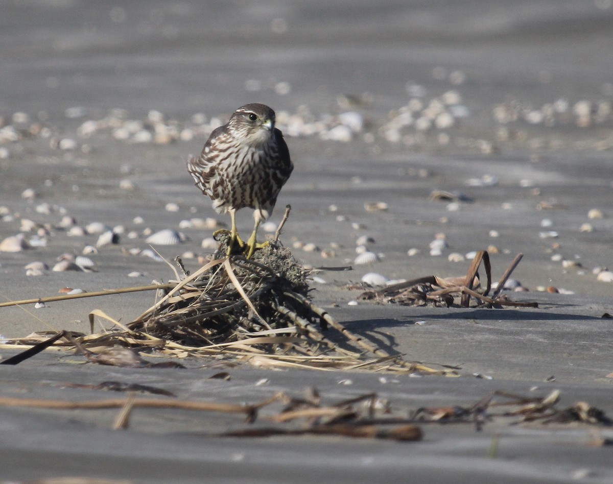 Merlin - ML646721639