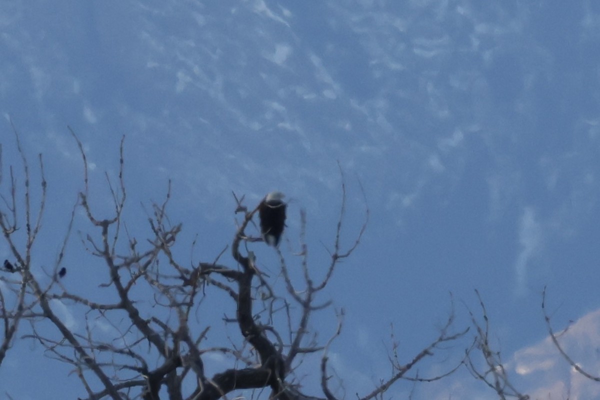 Weißkopf-Seeadler - ML646721640