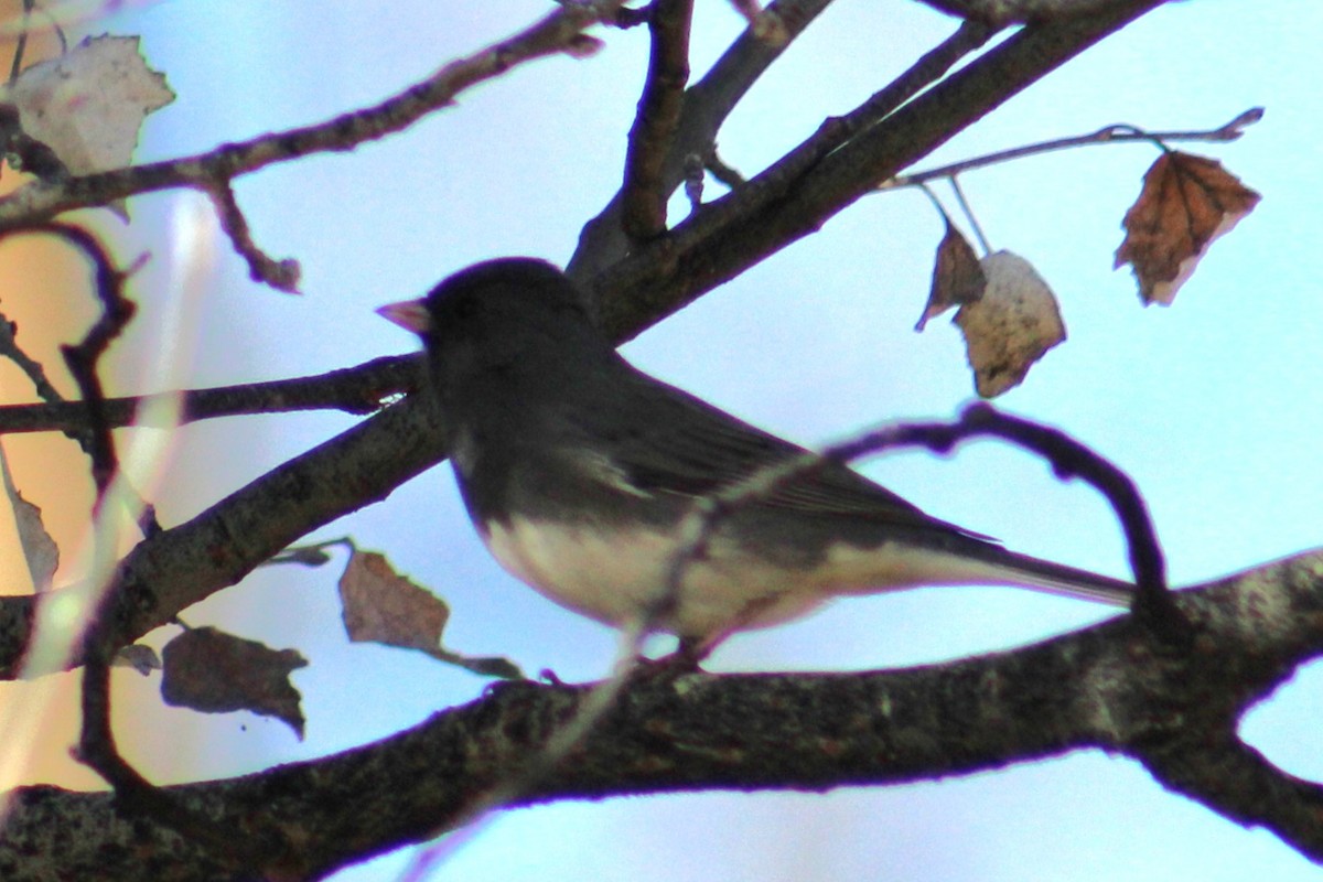 Dark-eyed Junco (Slate-colored) - ML646721641