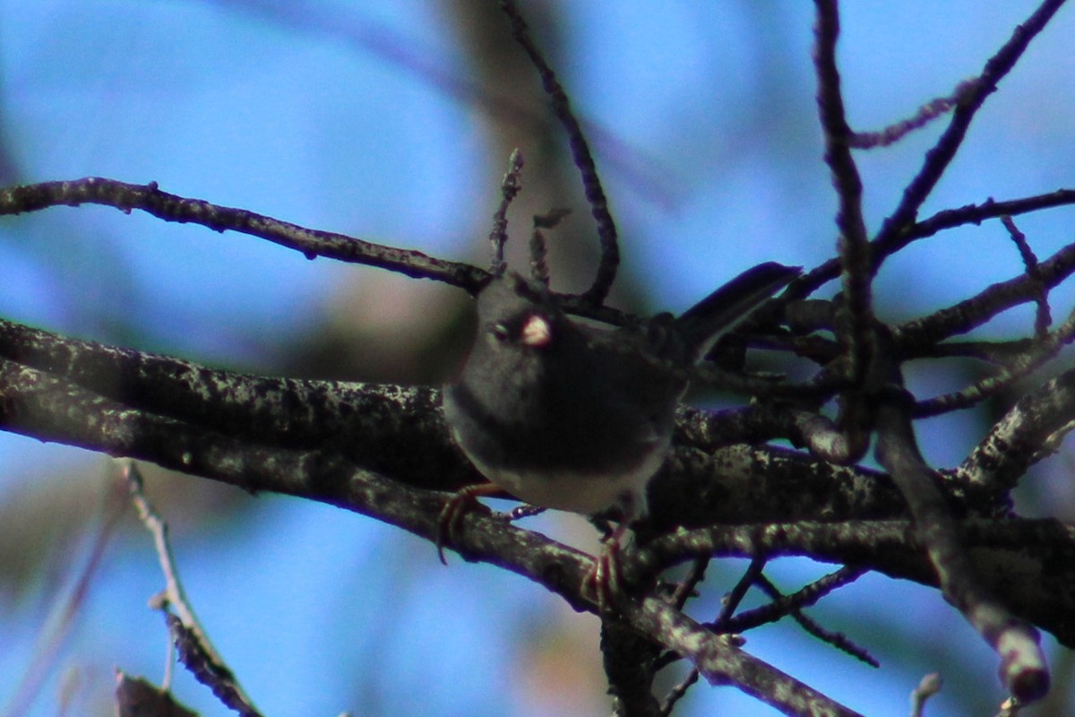 Dark-eyed Junco (Slate-colored) - ML646721642