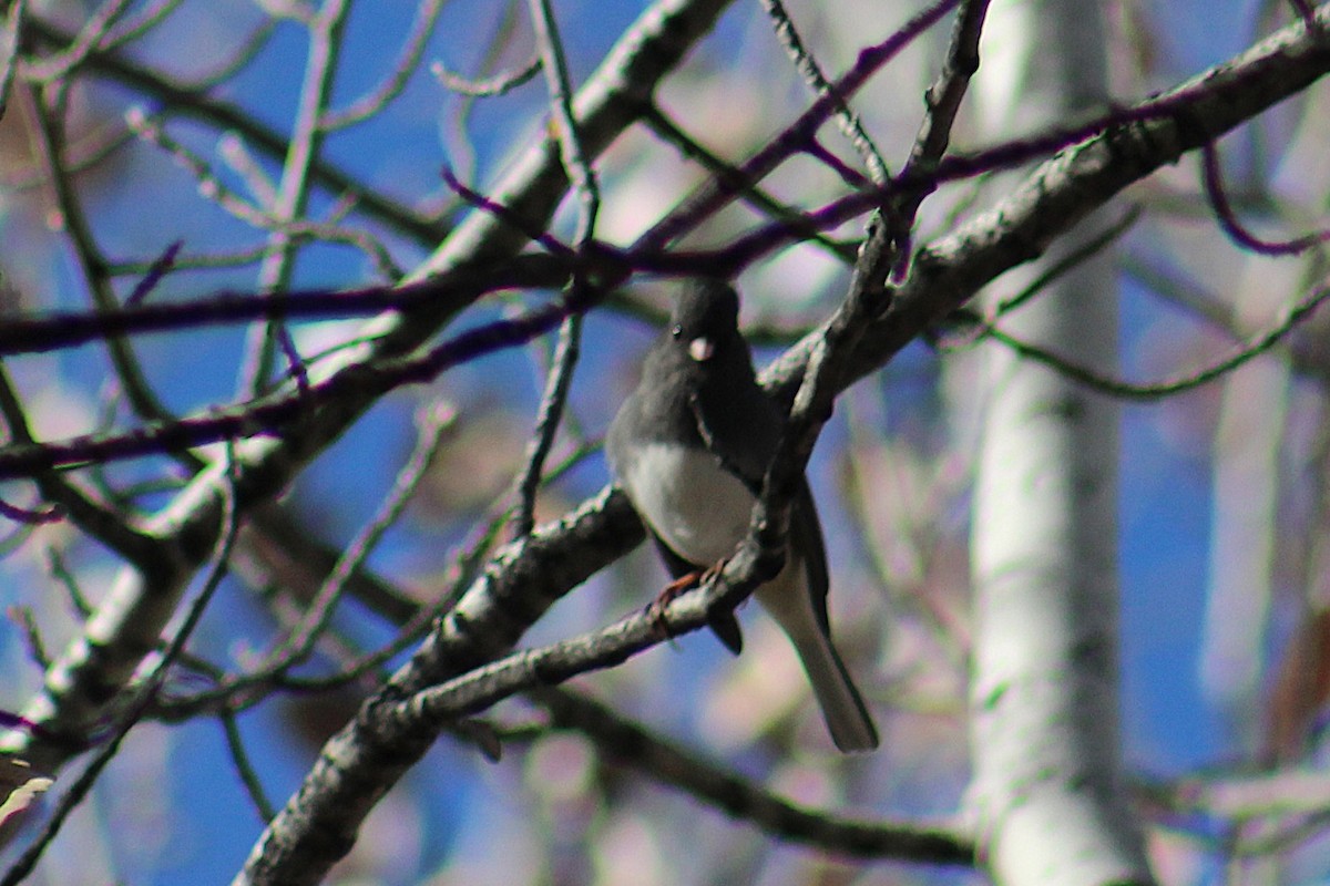 Dark-eyed Junco (Slate-colored) - ML646721643