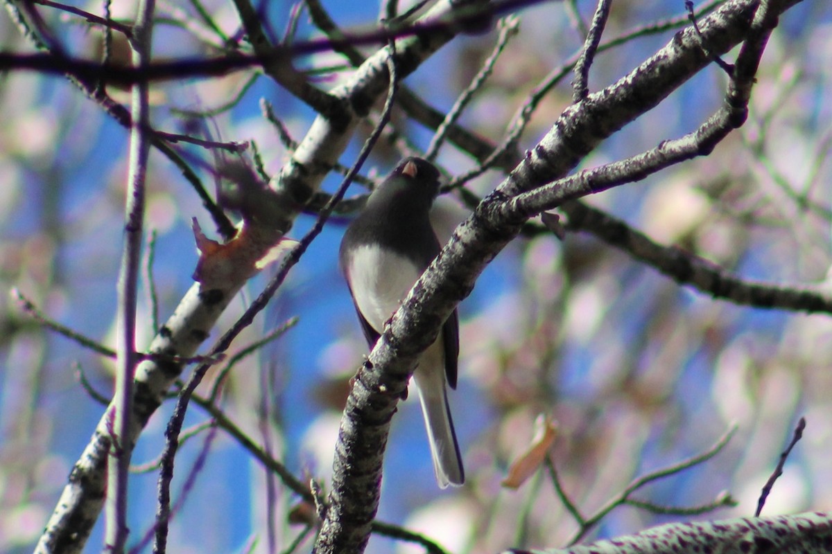 Dark-eyed Junco (Slate-colored) - ML646721644