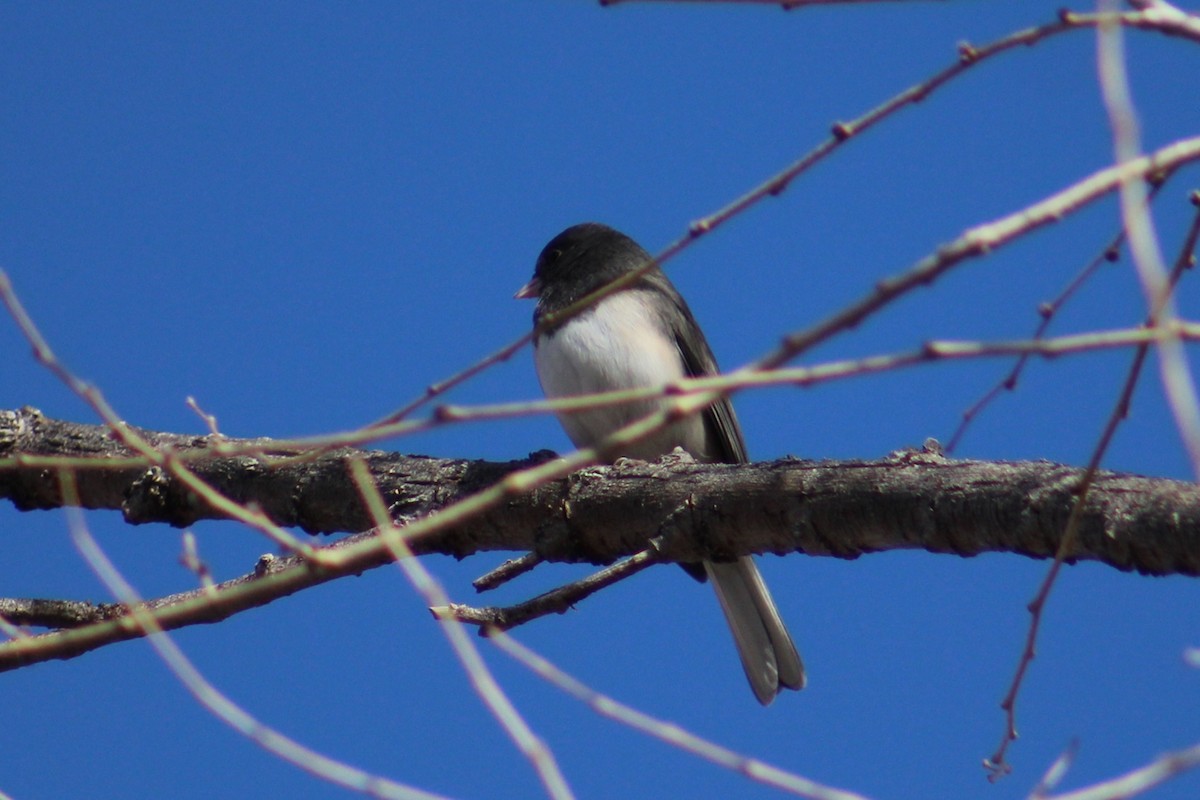 Dark-eyed Junco (Slate-colored) - ML646721645
