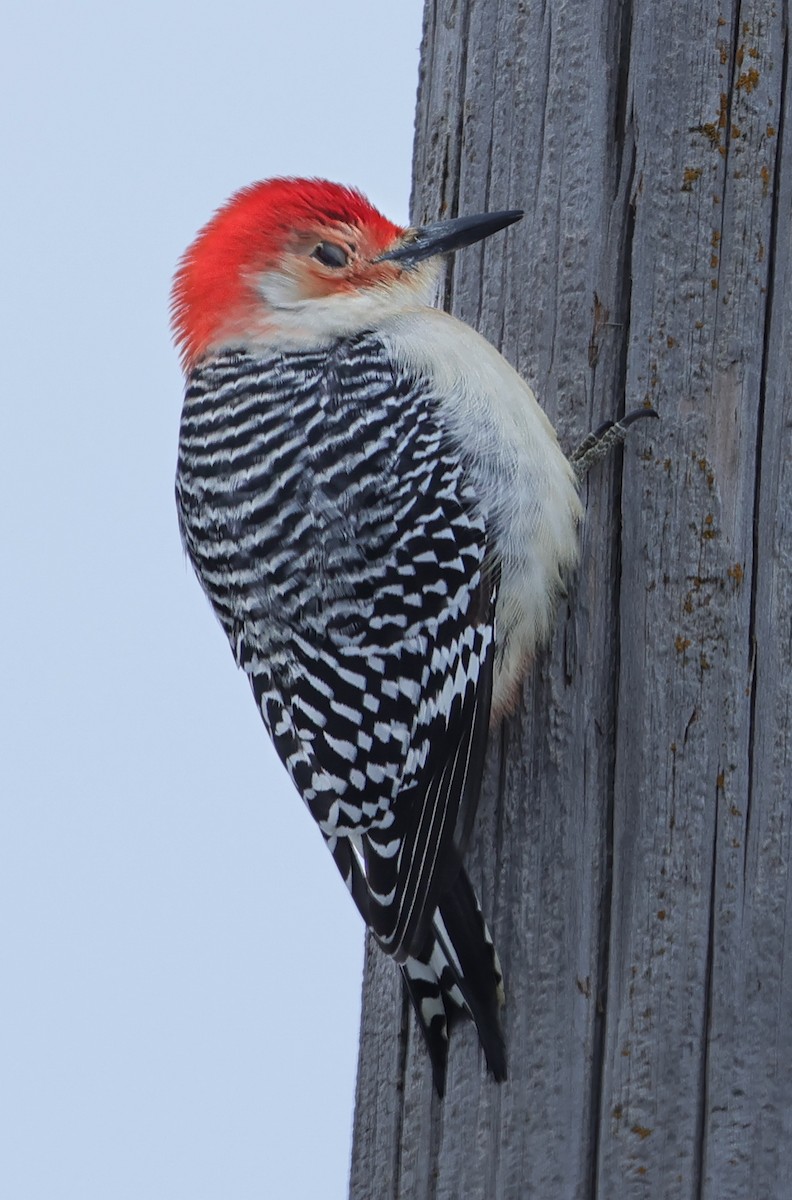 Red-bellied Woodpecker - ML646721646
