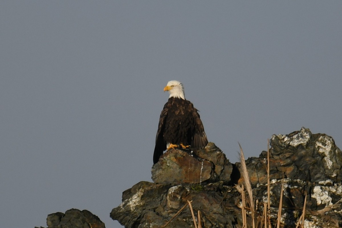 Pygargue à tête blanche - ML646721648