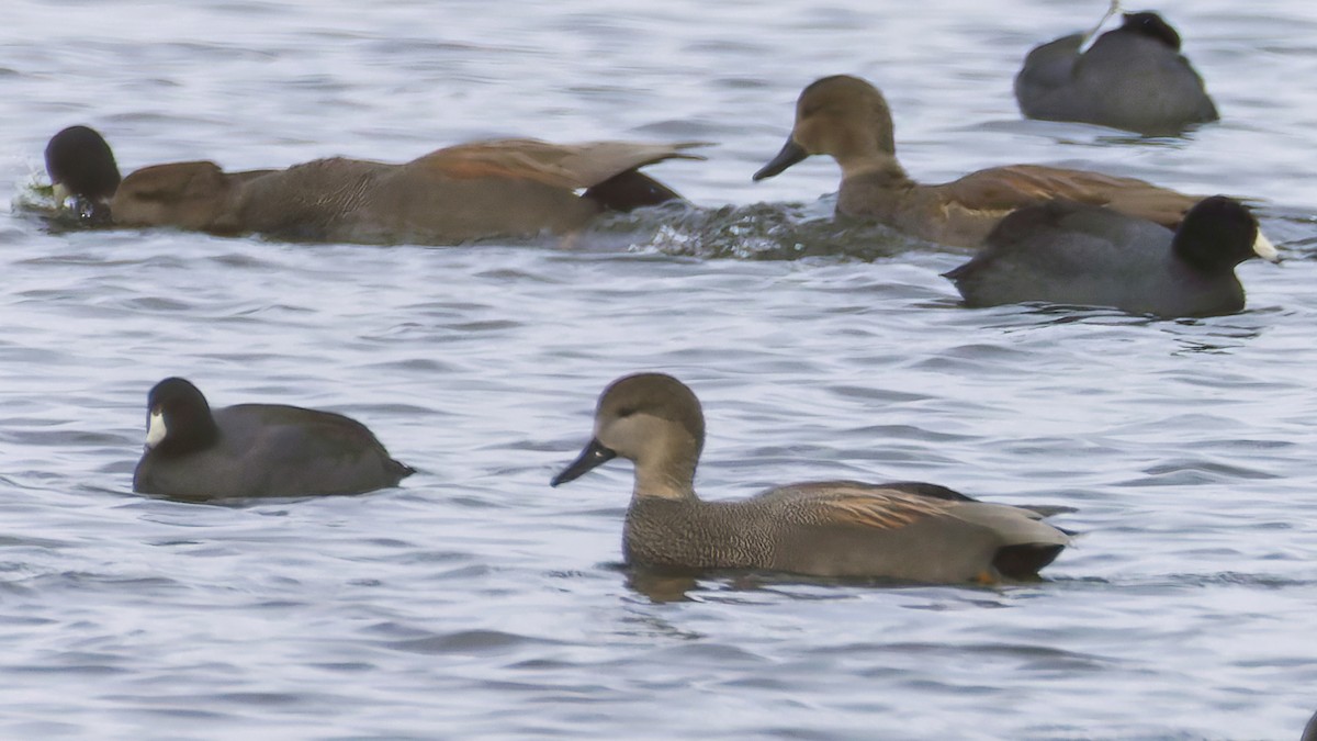 Серая утка - ML646721649