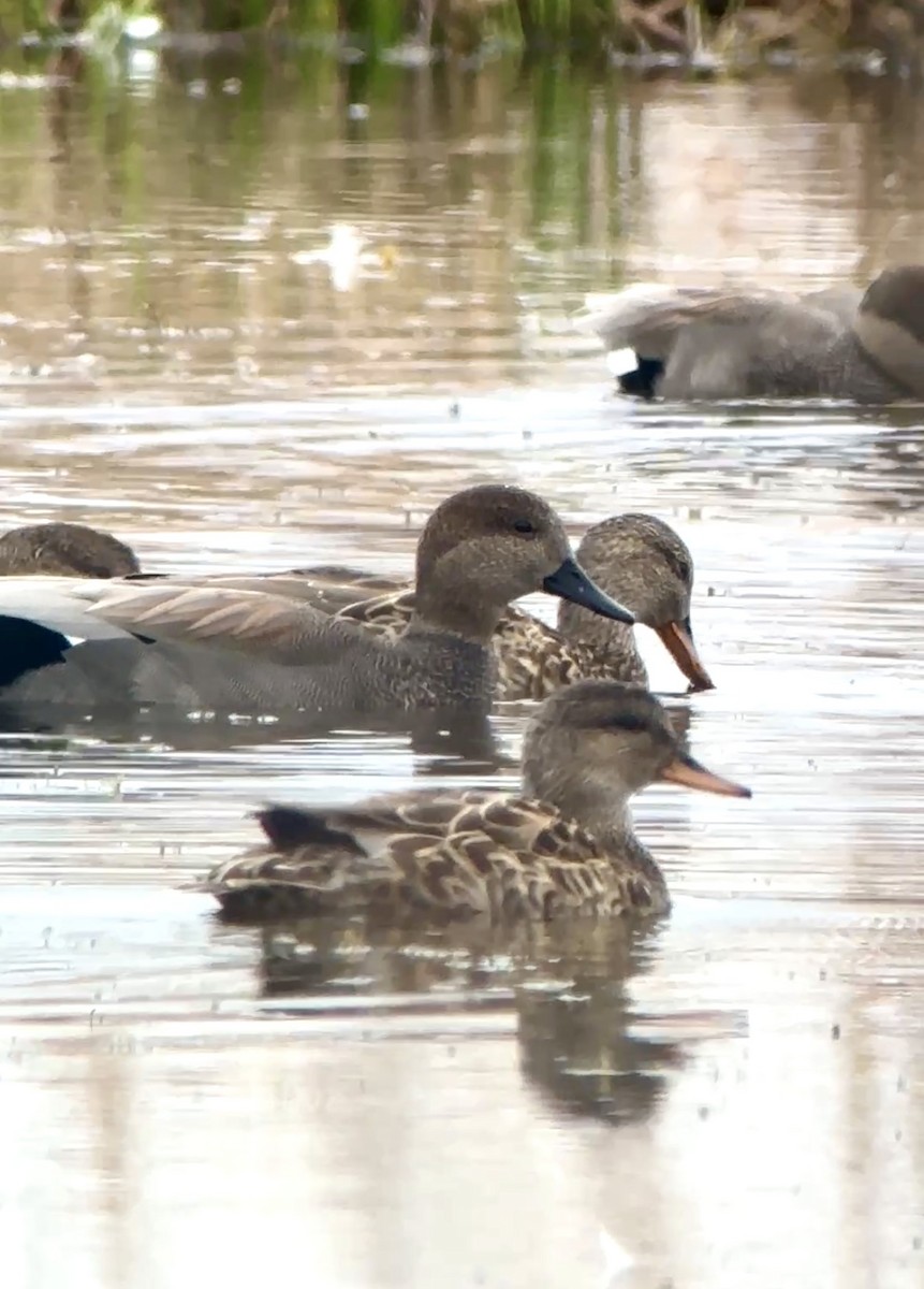 Серая утка - ML646721652