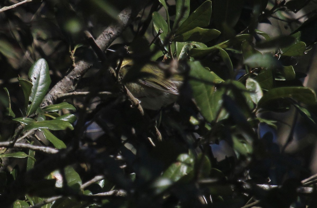 Tennessee Warbler - ML646721654