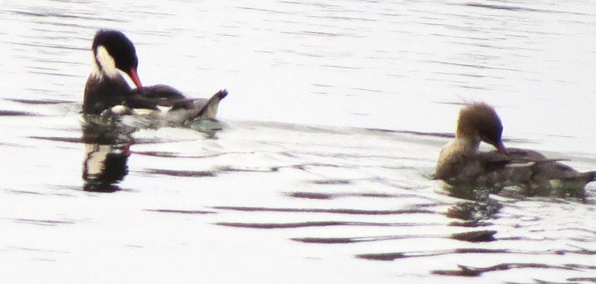 Сэвгэр бохио - ML646721655