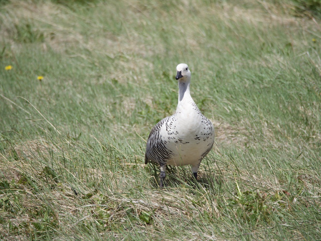 sebragås - ML646721656