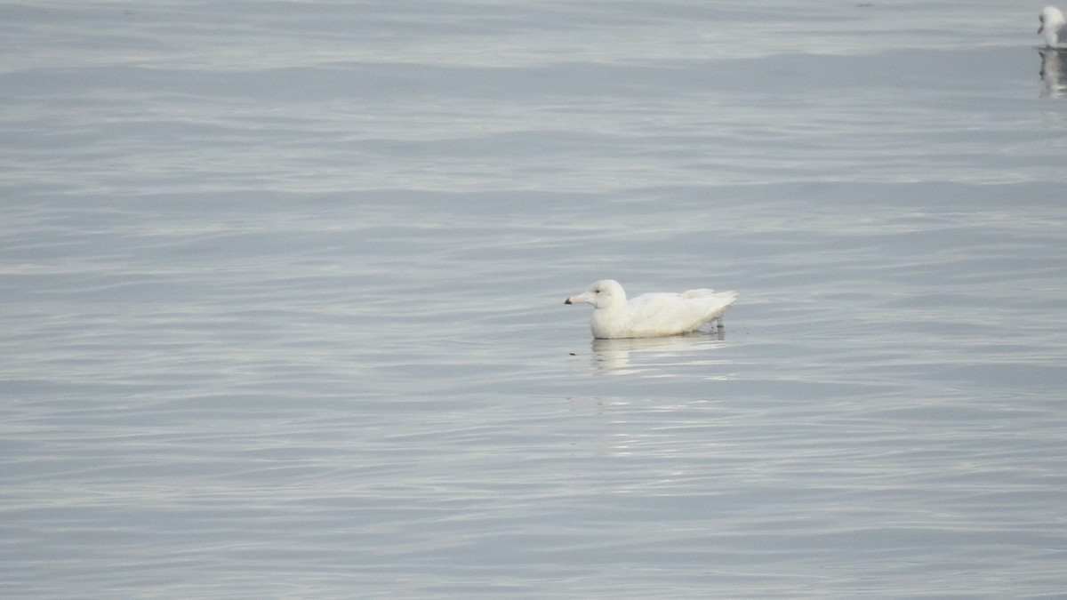 Ipar-kaioa - ML646721658