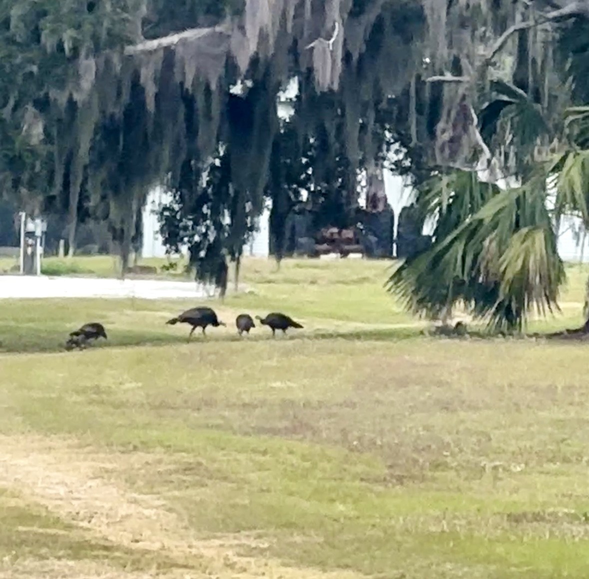 Індик великий - ML646721659