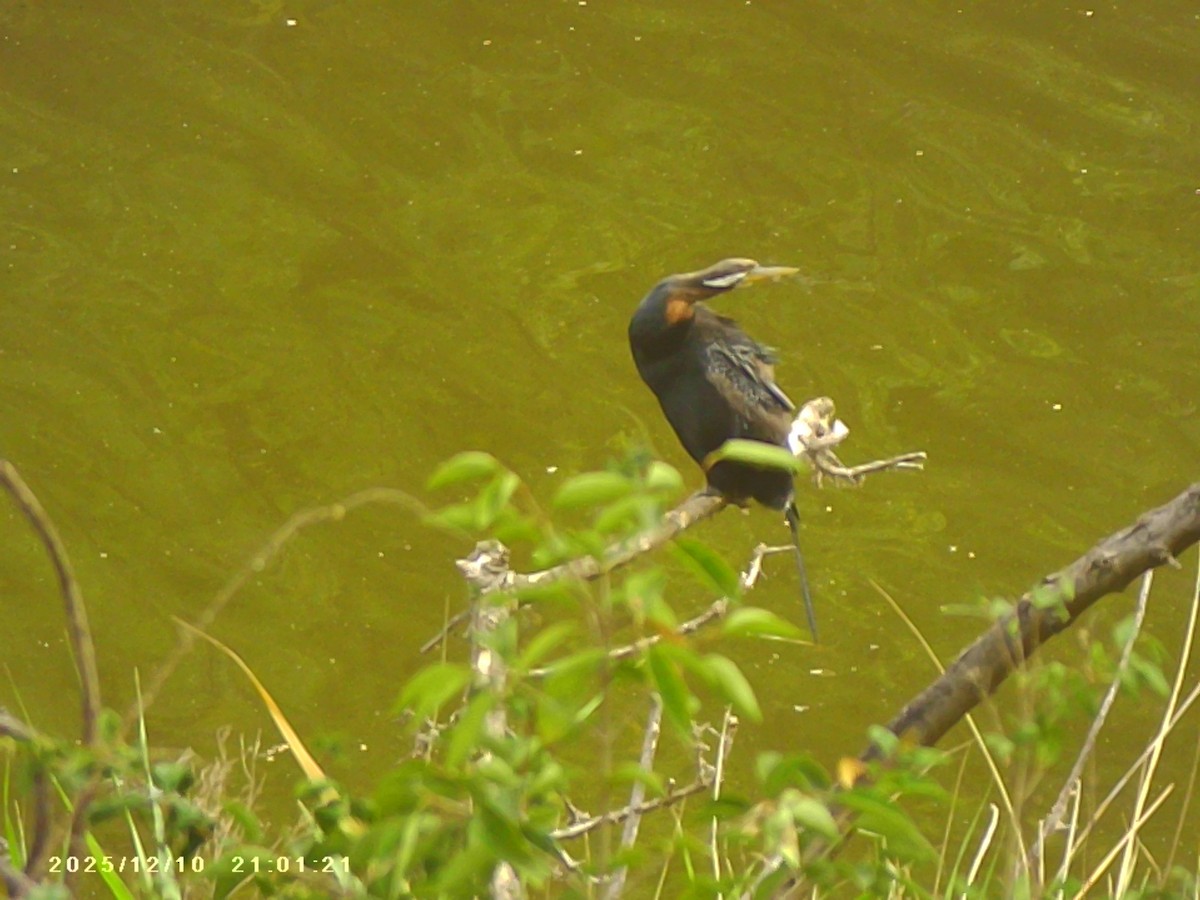Anhinga d'Australie - ML646721661