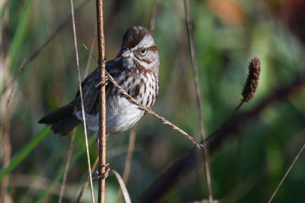 Bruant chanteur - ML646721662