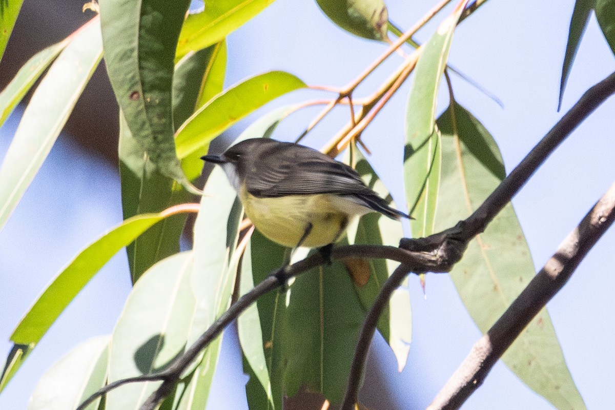 White-throated Gerygone - ML646721664