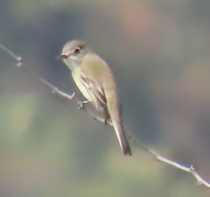 Empidonax sp. - ML646721665