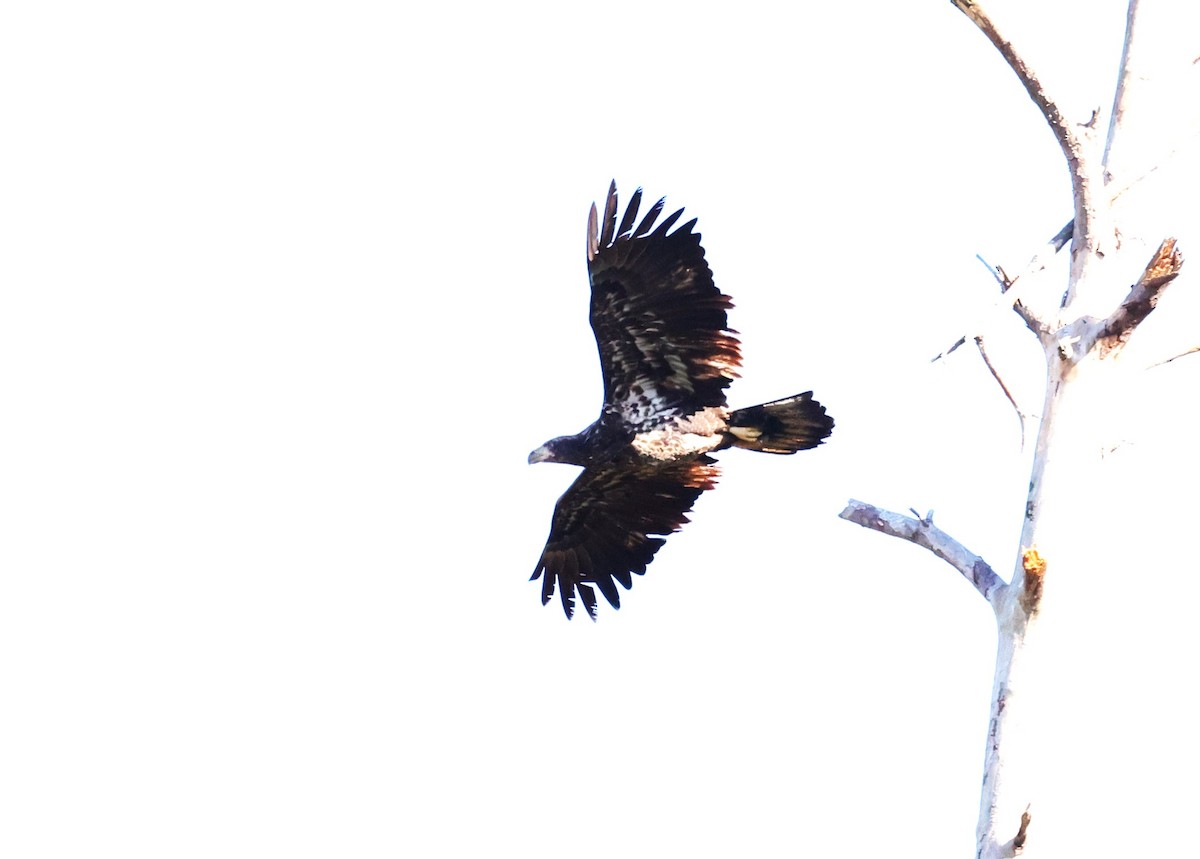 hvithodehavørn - ML646721667