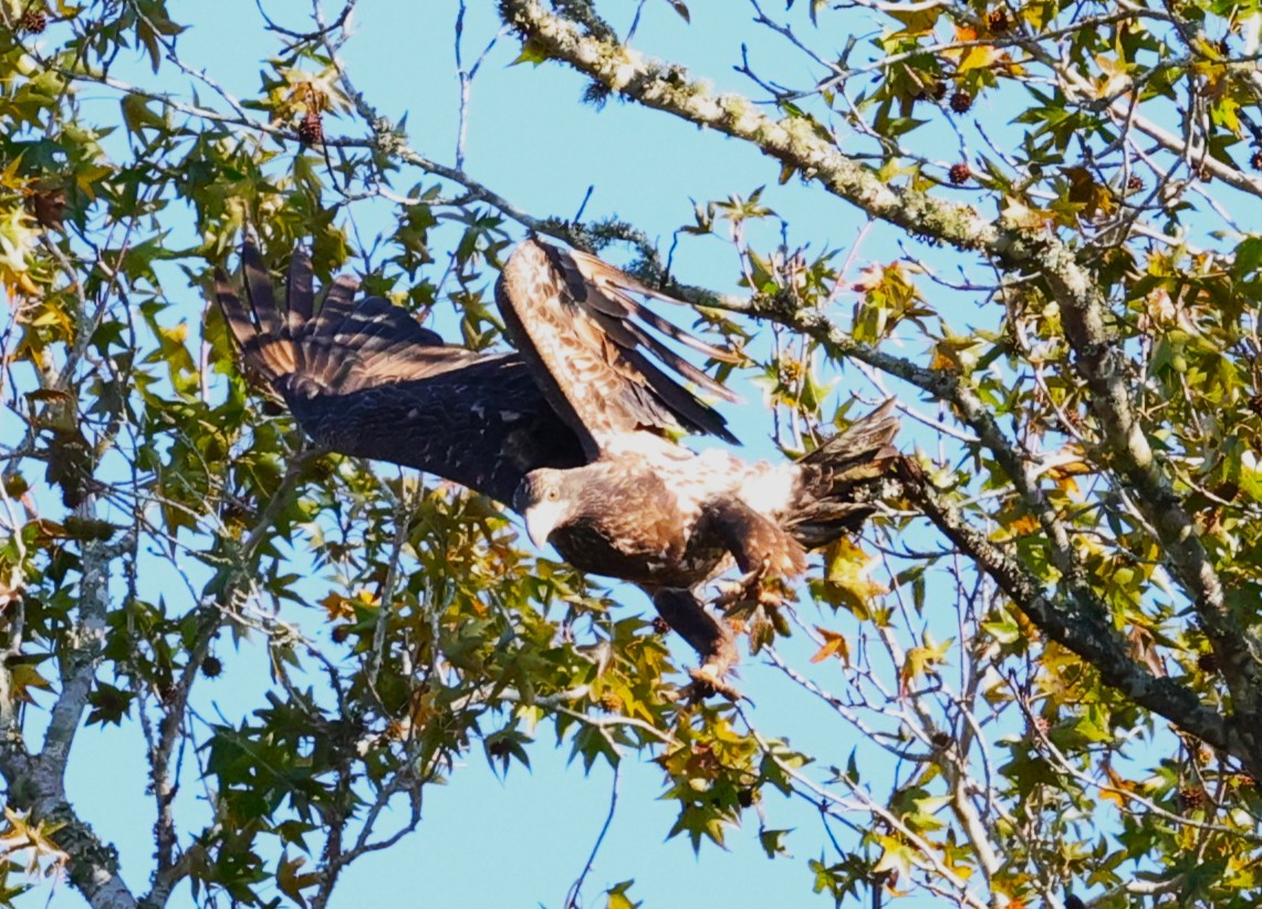 hvithodehavørn - ML646721668