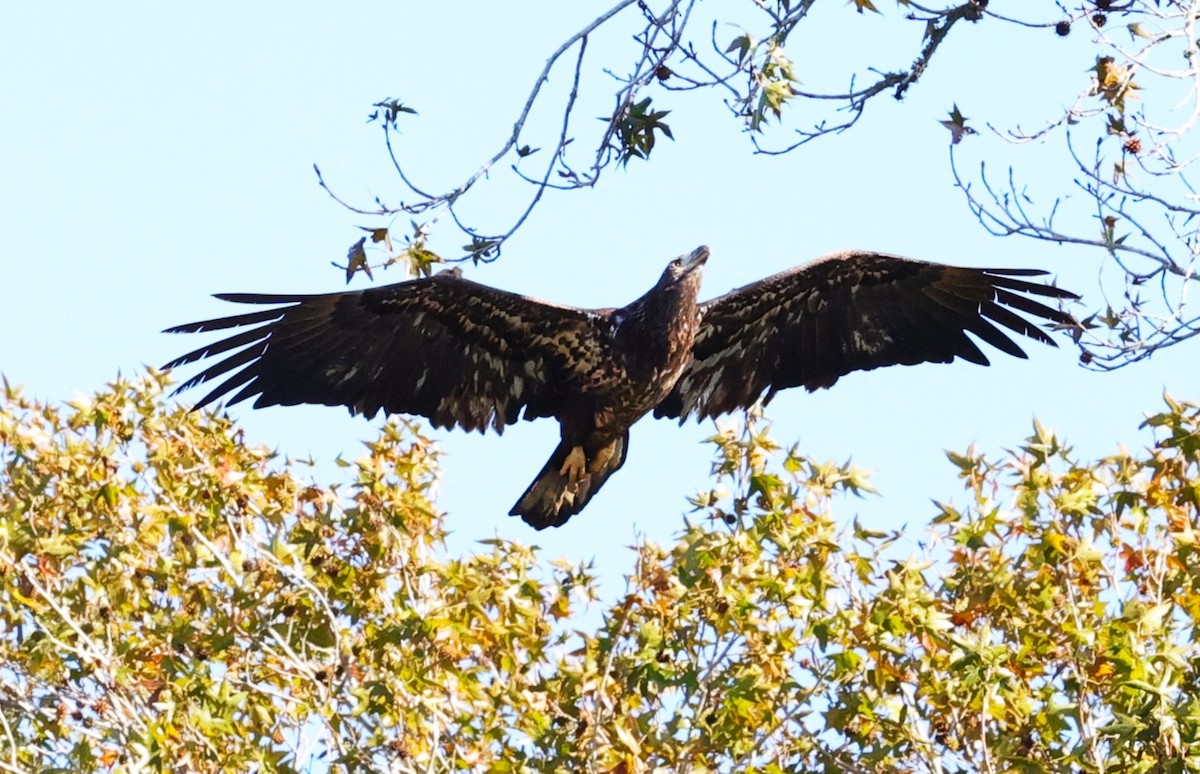 hvithodehavørn - ML646721669